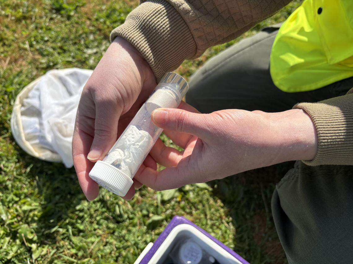 Washington Bee Atlas volunteer Dr. Megan Asche holds a bee in a kill jar at a bee collection event at Birch Bay State Park on April 24, 2026.