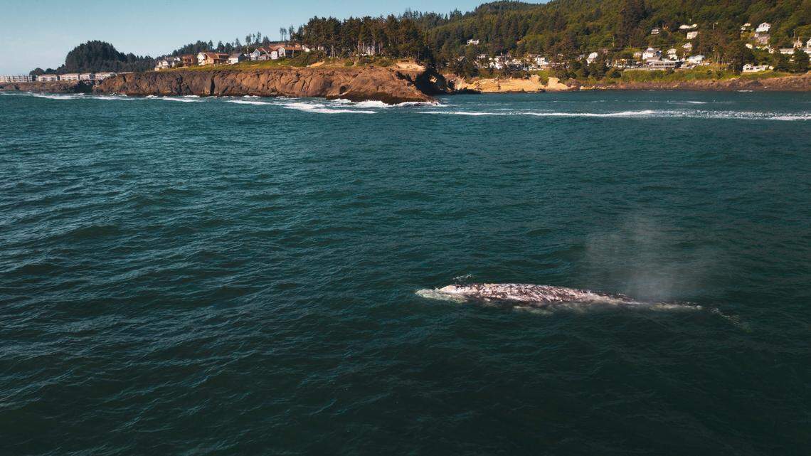 Whale watchers look forward to one of their favorite whales (not the whale pictured) arriving early in Washington each year ​— and the time has come.