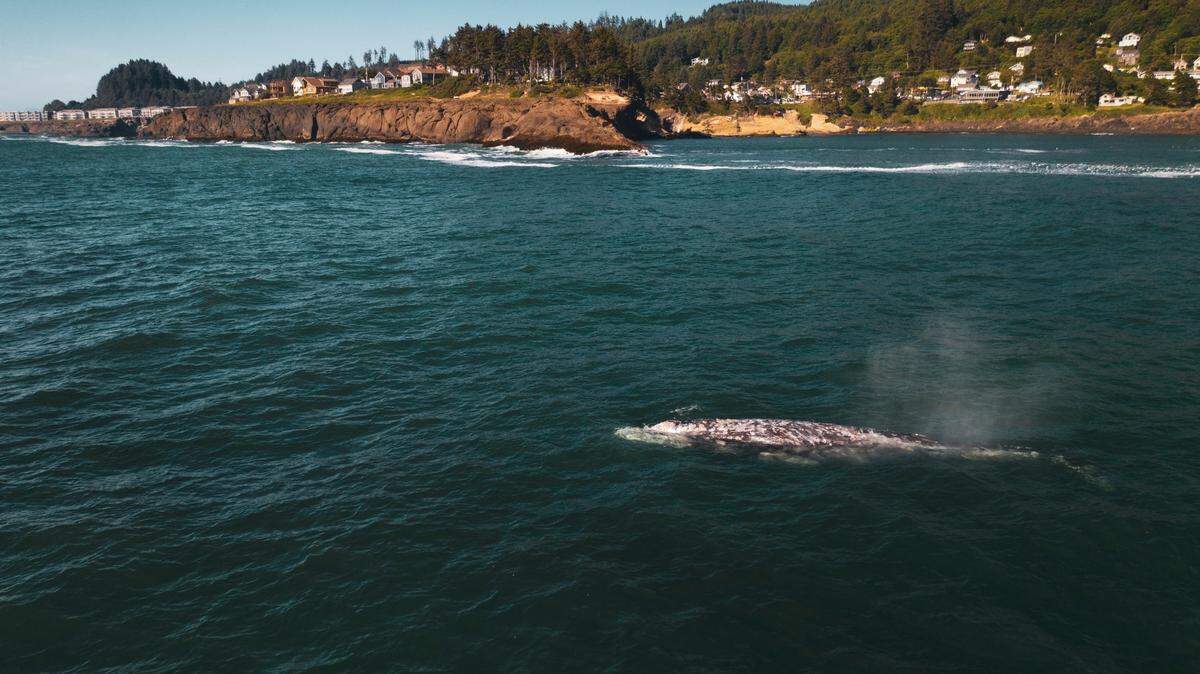 Whale watchers look forward to one of their favorite whales (not the whale pictured) arriving early in Washington each year ​— and the time has come.