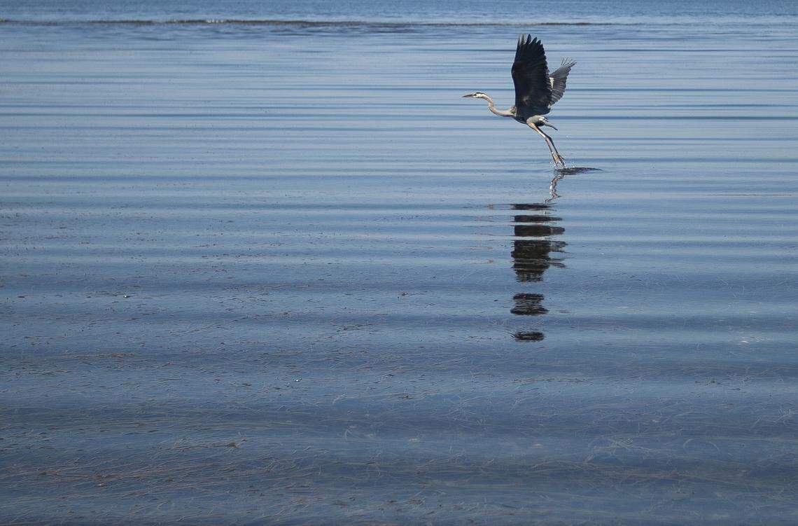 A heron takes flight on at Birch Bay State Park.