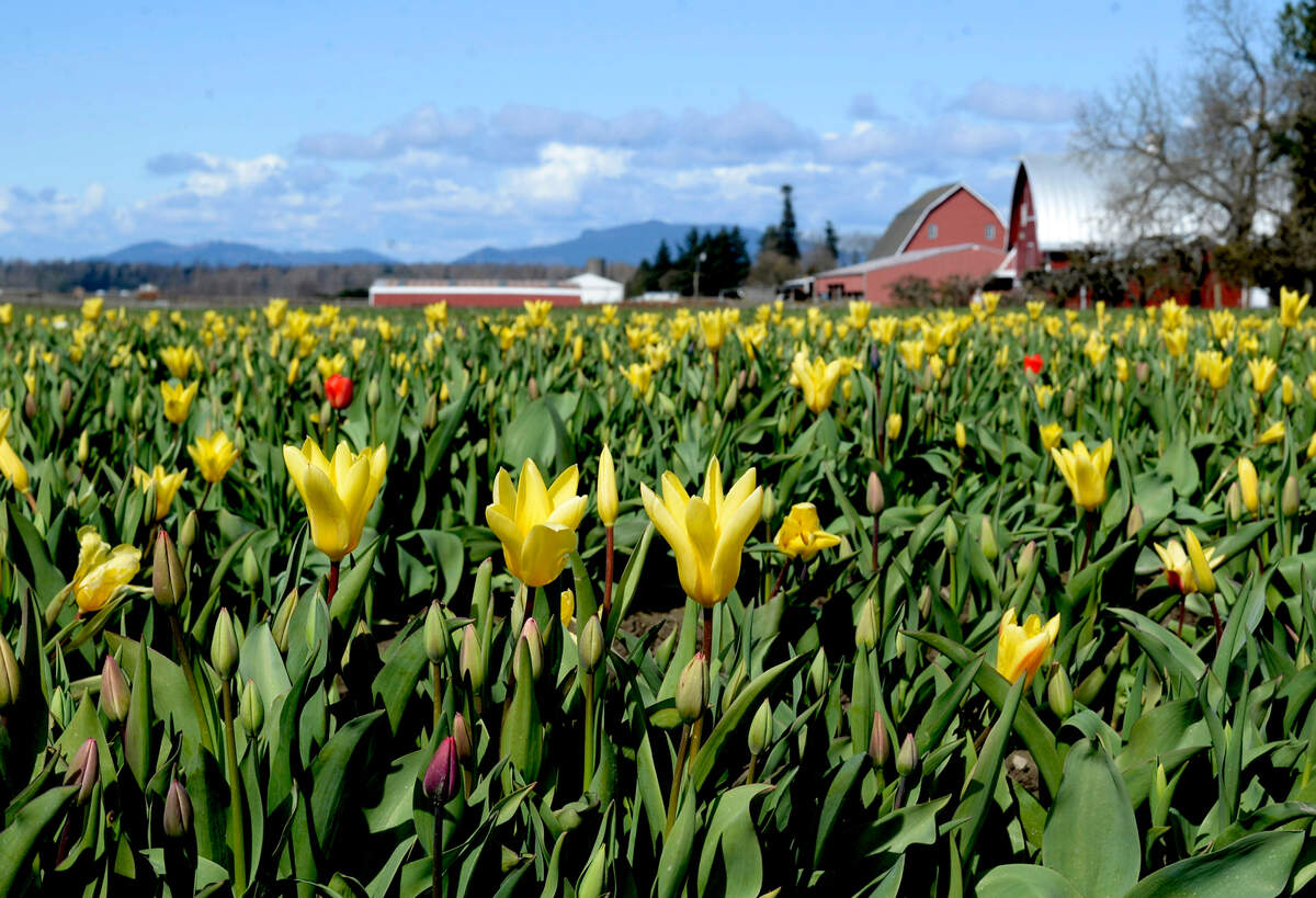 Tulips bloom at the Tulip Town farm on Monday, March 29, in Skagit County. “They are at their peak bloom now through April 25,” said Cindy Verge, executive director of the Skagit Valley Tulip Festival.