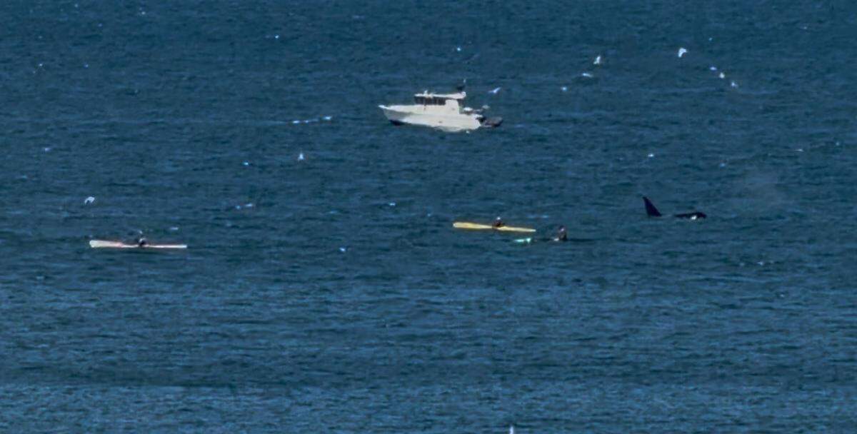 An orca whale was seen swimming near kayakers and a boat in Bellingham Bay on June 4, 2026.