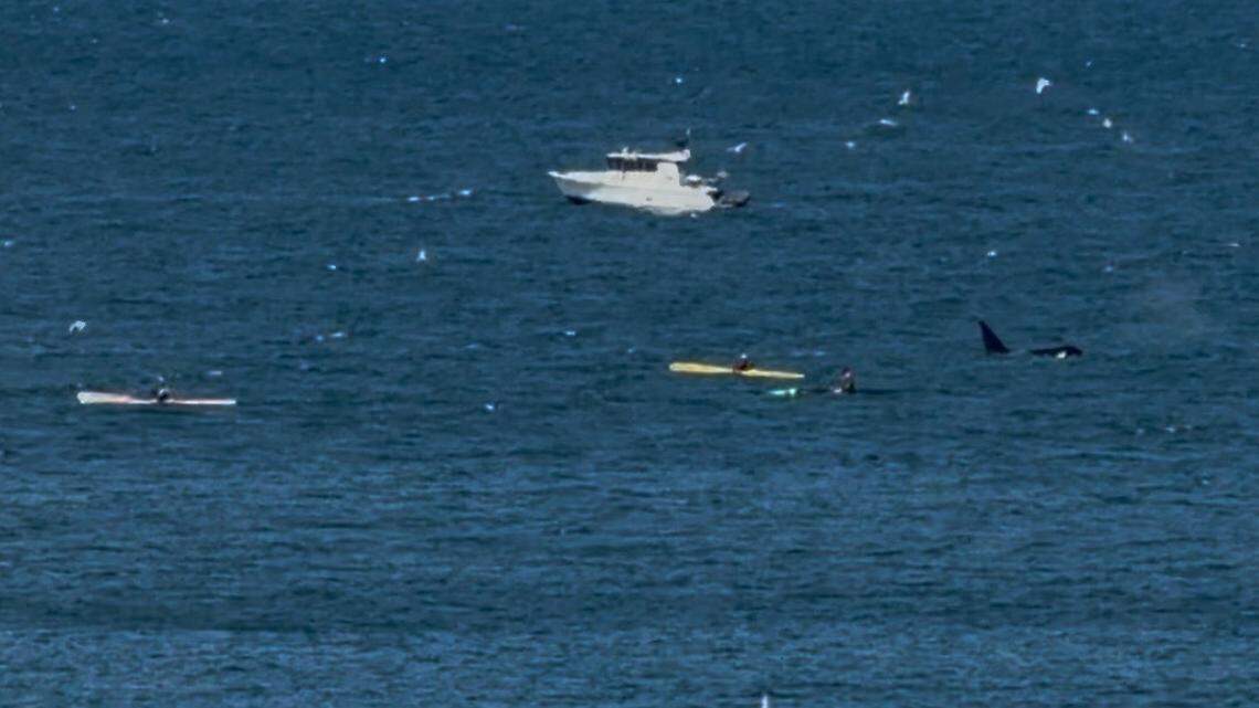 ‘Pretty exciting’: Orca whales spotted swimming in Bellingham Bay