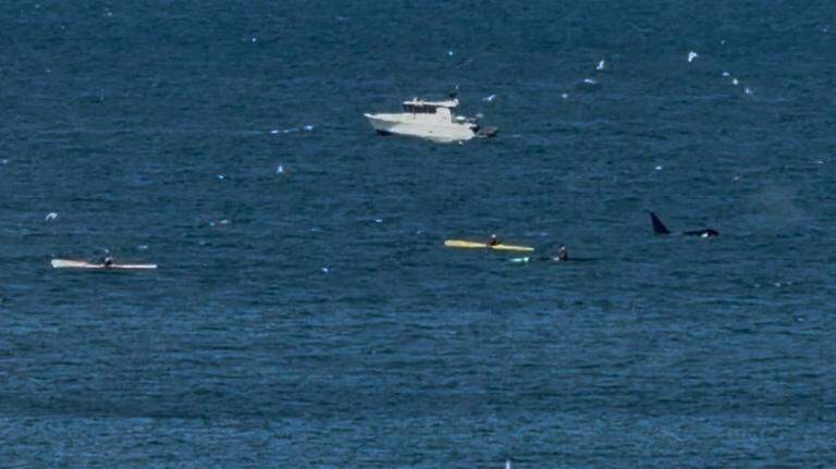 ‘Pretty exciting’: Orca whales spotted swimming in Bellingham Bay