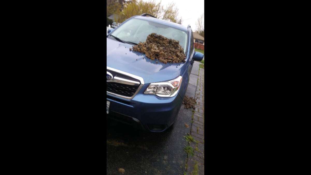 The owner of Tails-a-Wagging, a Bellingham dog training and daycare business reported that a vandal dumped "over 100 (pounds) of dog feces" on her car on Sunday night. The Bellingham Police Department is investigating.