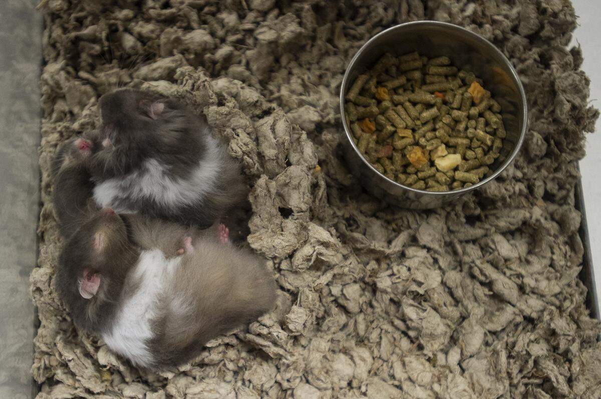 Three hamsters sleep in their enclosure inside the multipurpose room at the Whatcom Humane Society in Bellingham, Wash., on Tuesday, Feb. 19, 2019. Seventy-eight animals are being held in protective custody at the Whatcom Humane Society as a result of the Hohl Feed & Seed fire early Monday morning.