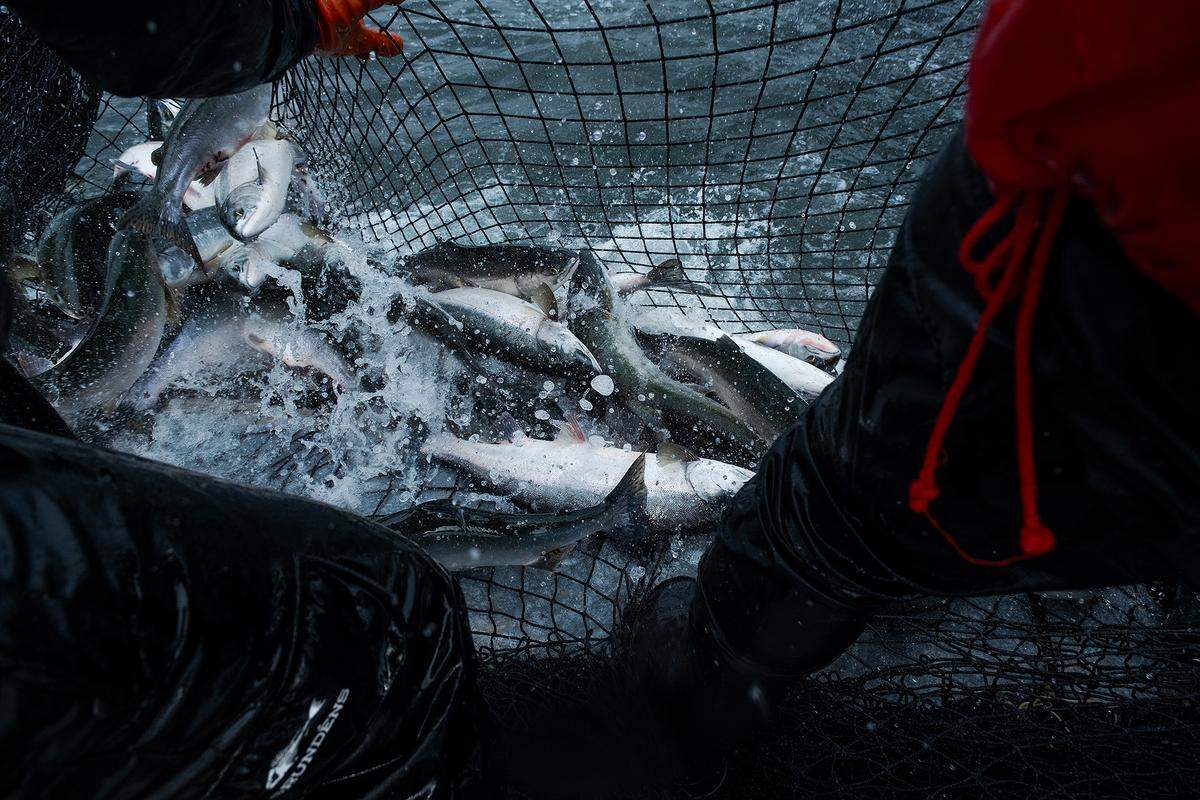 Reef-net fishing operations at Lummi Island Wild, a Whatcom County fishery focused on clean, fresh and local fish products.