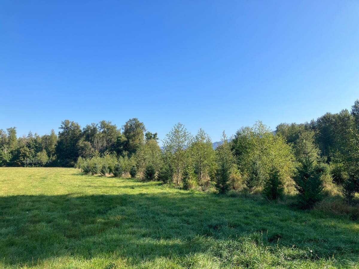 Trees are planted on agricultural land along the south fork of the Nooksack River near Acme, Wash., where the spring Chinook are protected.