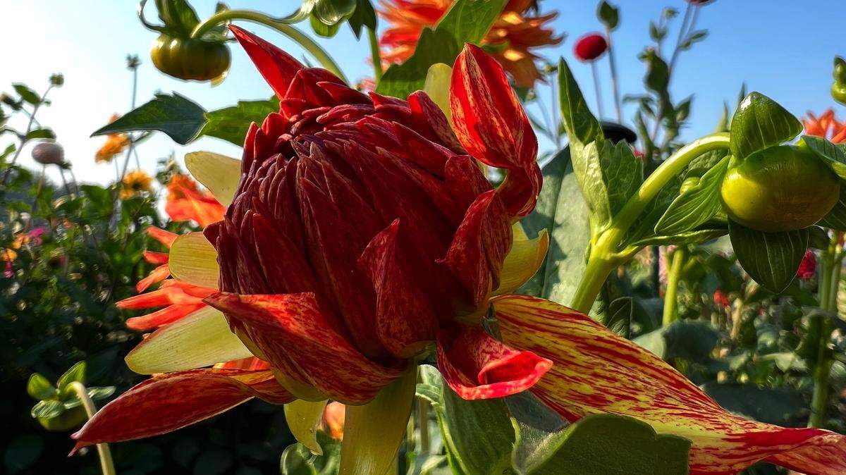 Flowers blossom at the Demonstration Garden in Hovander Homestead Park in Ferndale in September 2022.