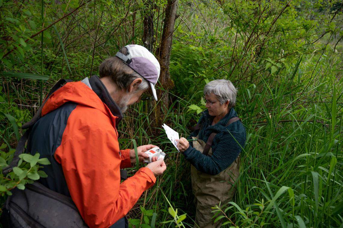 Vikki Jackson and Stephen Nyman of the Whatcom County Amphibian Monitoring program set up instruments at Mirror Lake on Friday, May 28, in Whatcom County.