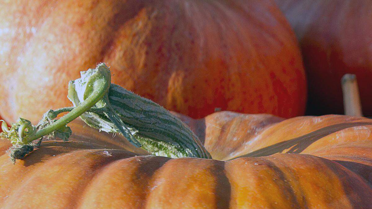 Pumpkins at Joe's Garden in Bellingham on Sept. 16, 2014.