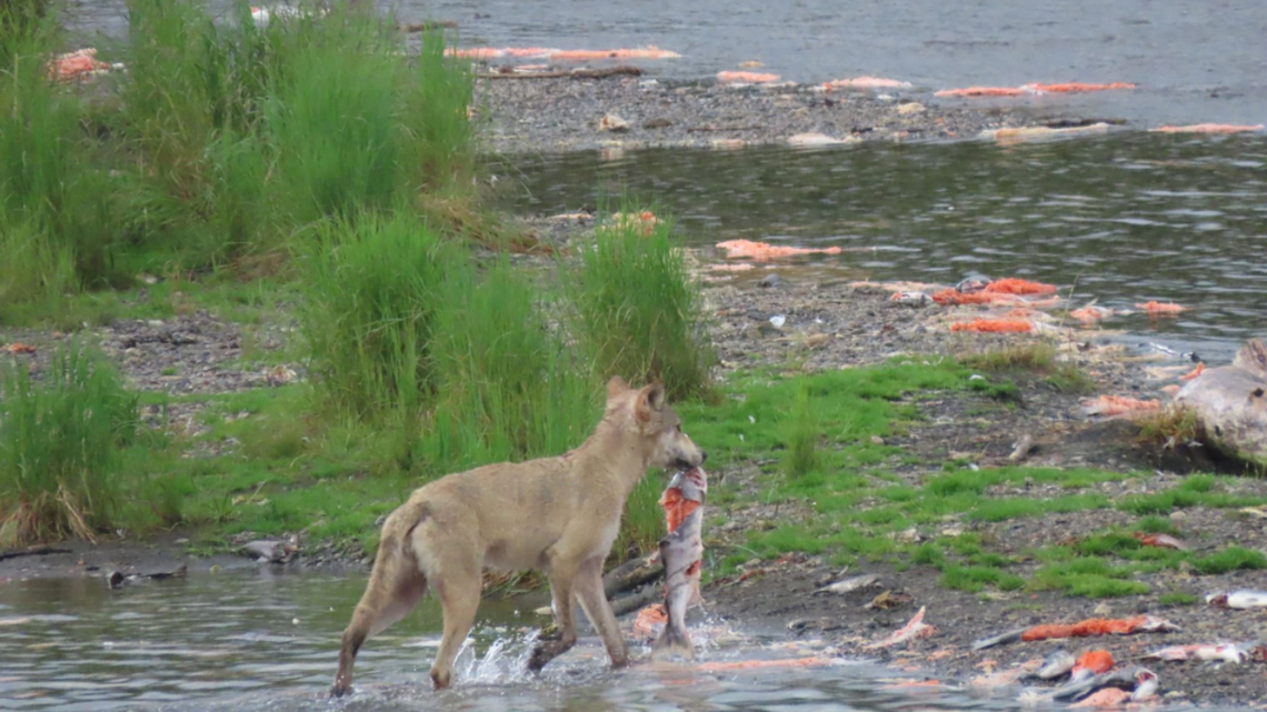 This wolf is among many predators that prey on Alaska’s salmon this time of year, eating the fatty parts and tossing away the meat, according to the National Park Service.