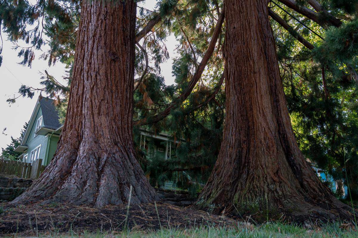 Massive trees grow along a Sunnyland neighborhood road on Monday, Sept. 13, 2021, in Bellingham, Wash.