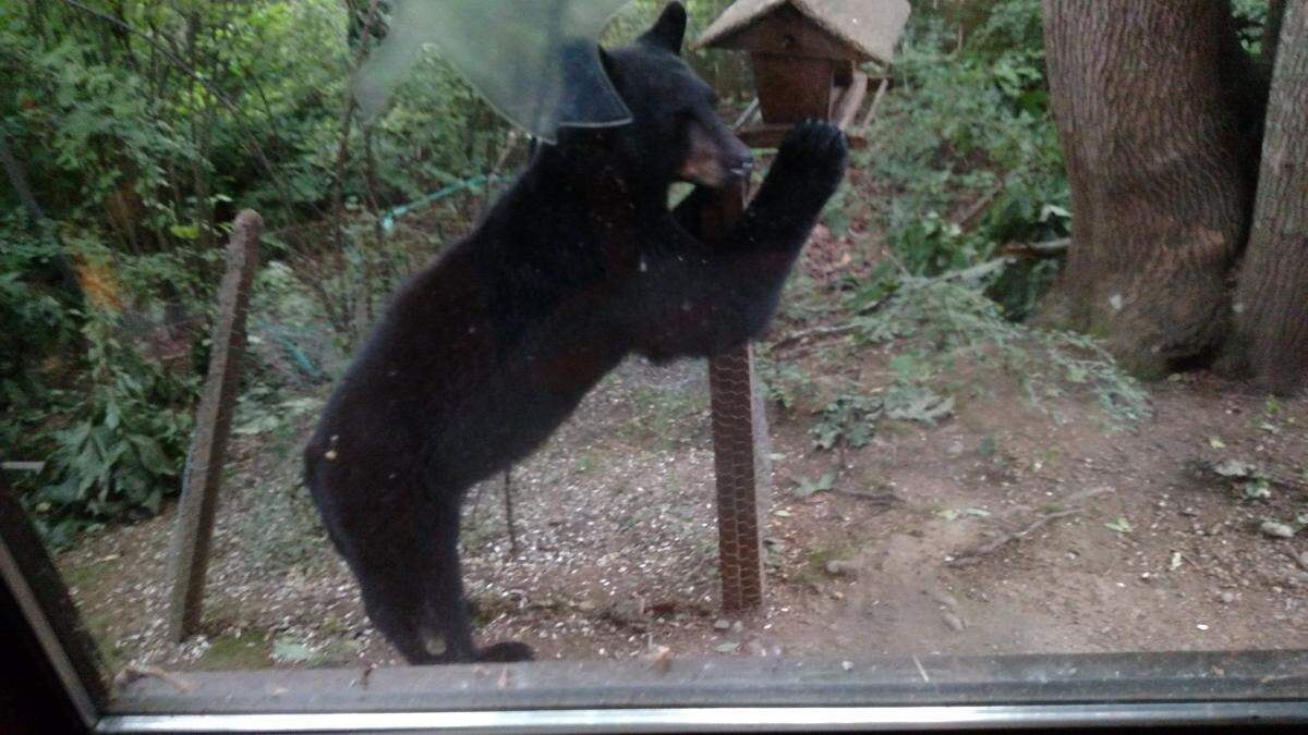 Barkley Bear eats seed from a feeder in June 2017 at a home on Crestline Drive. 