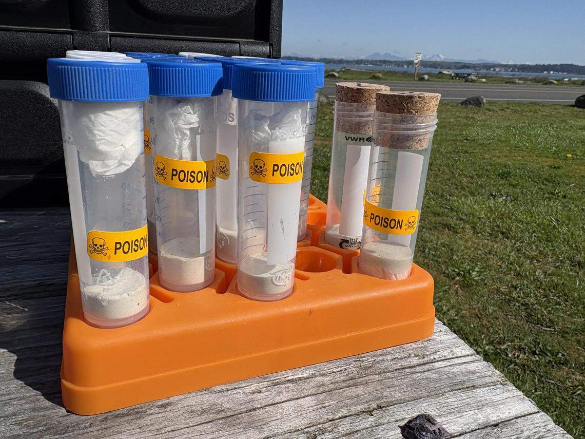 Kill jars are prepped for a Washington Bee Atlas bee collection event at Birch Bay State Park on April 24, 2026.