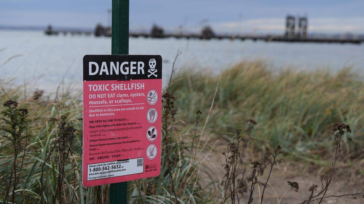 A sign posted on Glass Beach along Bellingham Bay warns of toxic shellfish on Nov. 5, 2025, in Bellingham.