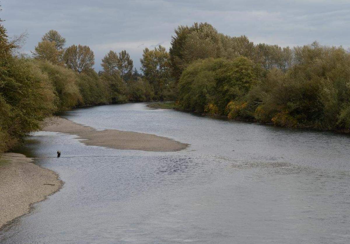 Warming temperatures in the Cascades are affecting the temperature and flow of the Nooksack River, seen here from the Hannegan Road bridge south of Lynden in 2016, harming wildlife and increasing the problems associated with flooding and droughts.