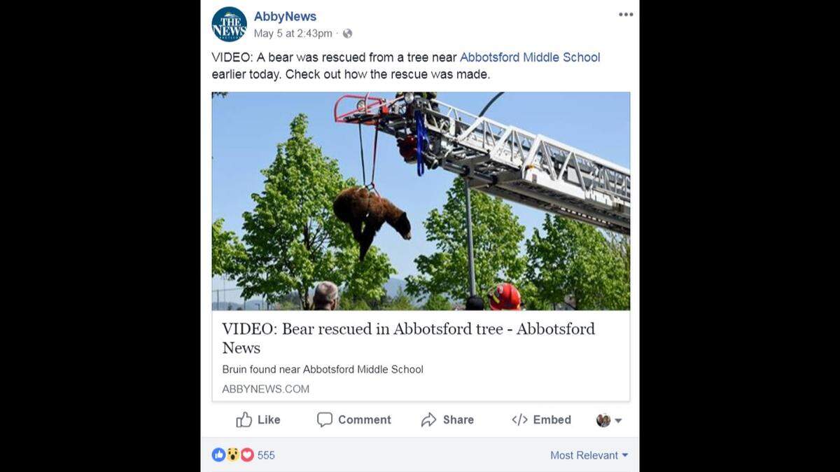 The Facebook post by The Abbotsford News shows a bear being rescued from a tree on Saturday near Abbotsford Middle School.