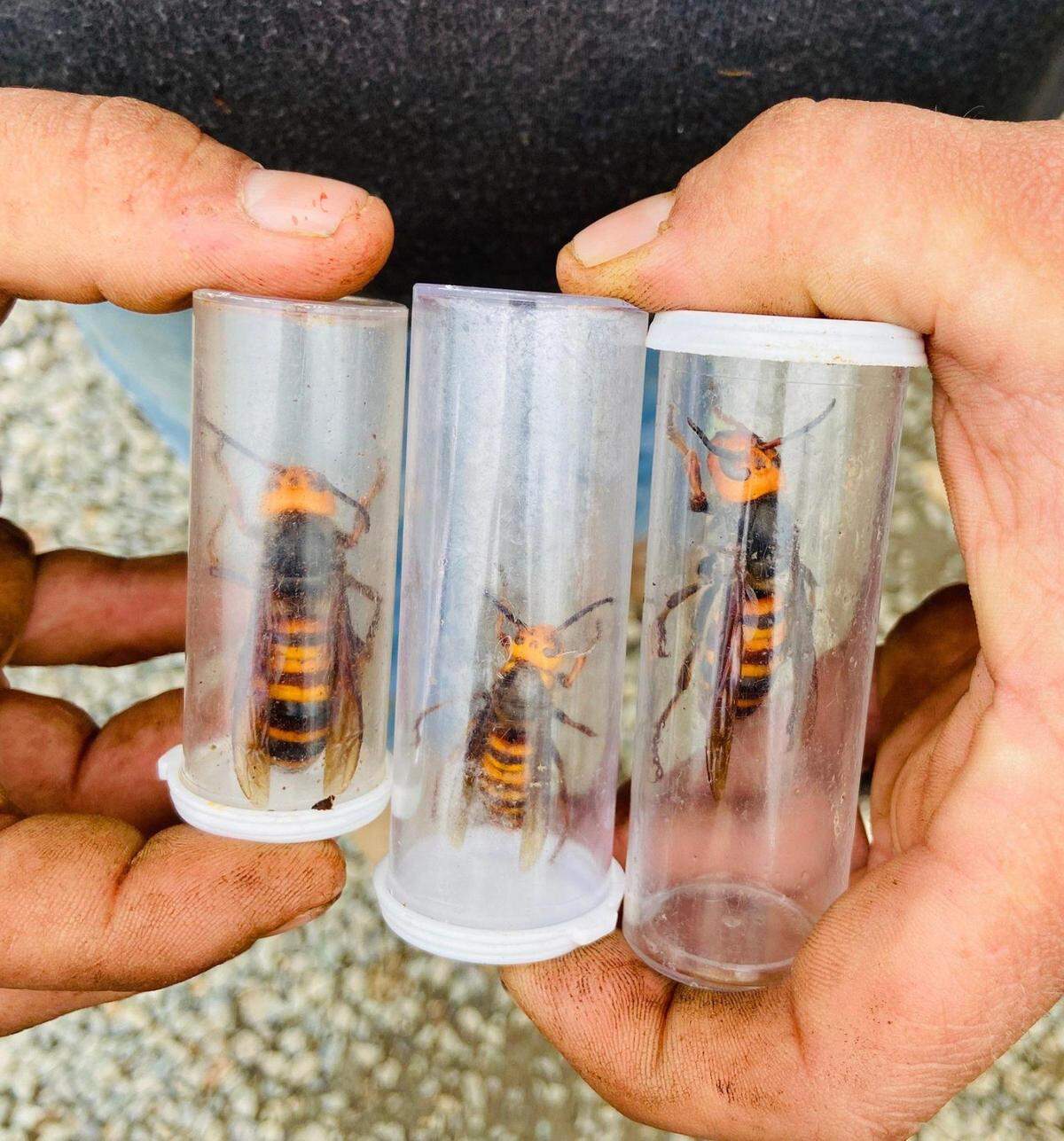 A close-up of three Asian giant hornets from a nest found in the cavity of a tree on Jaime Polinder’s property off of Burk Road, southeast of Blaine. The invasive hornets were discovered on Wednesday, Oct. 28, after the tree was cut down. The nest is the first so-called “murder hornet” nest found in Washington state and the U.S.