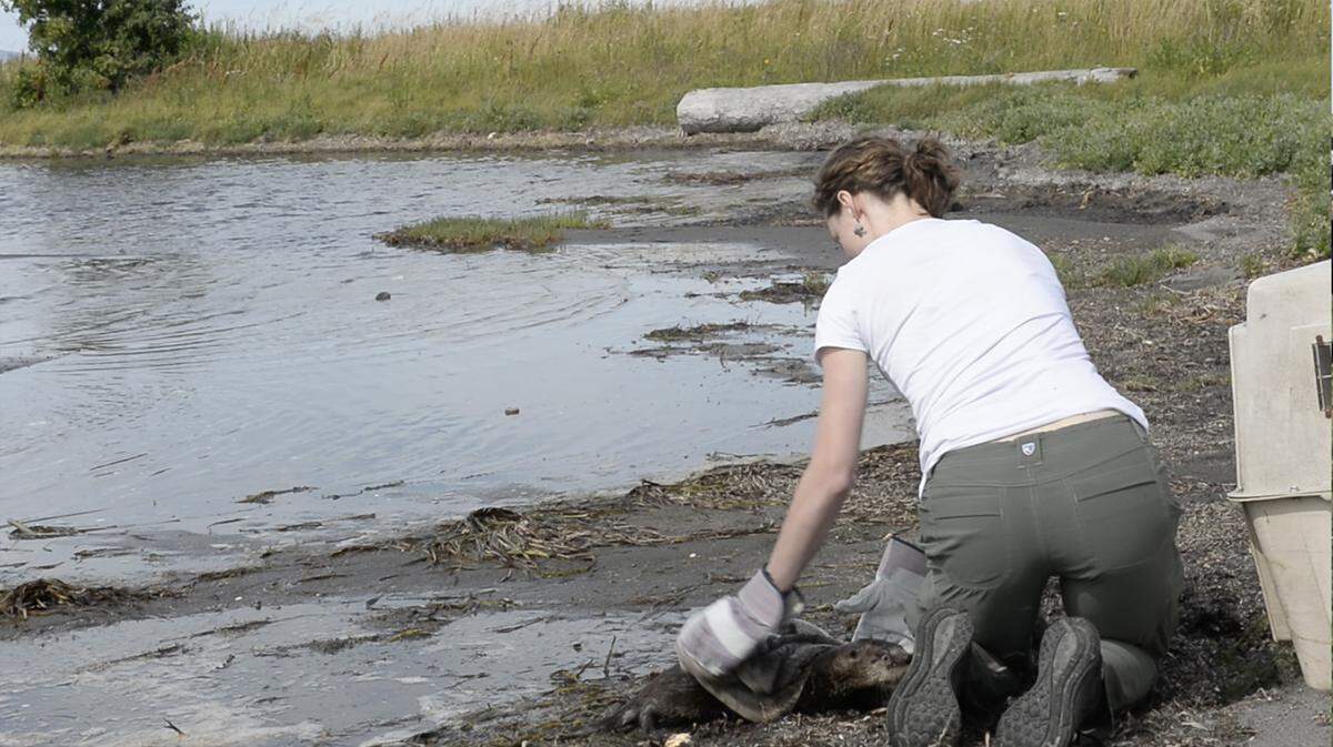Makenna Johansen, lead rehabilitator for Whatcom Humane Society's Wildlife Rehabilitation Center, helps release a baby northern river otter into the wild at the end of Kwina Road on the Lummi Reservation on Friday, July 6, 2018. A female and her three young offspring had been cared for since April, when they were dropped off at the Whatcom Humane Society's Wildlife Rehabilitation Center.