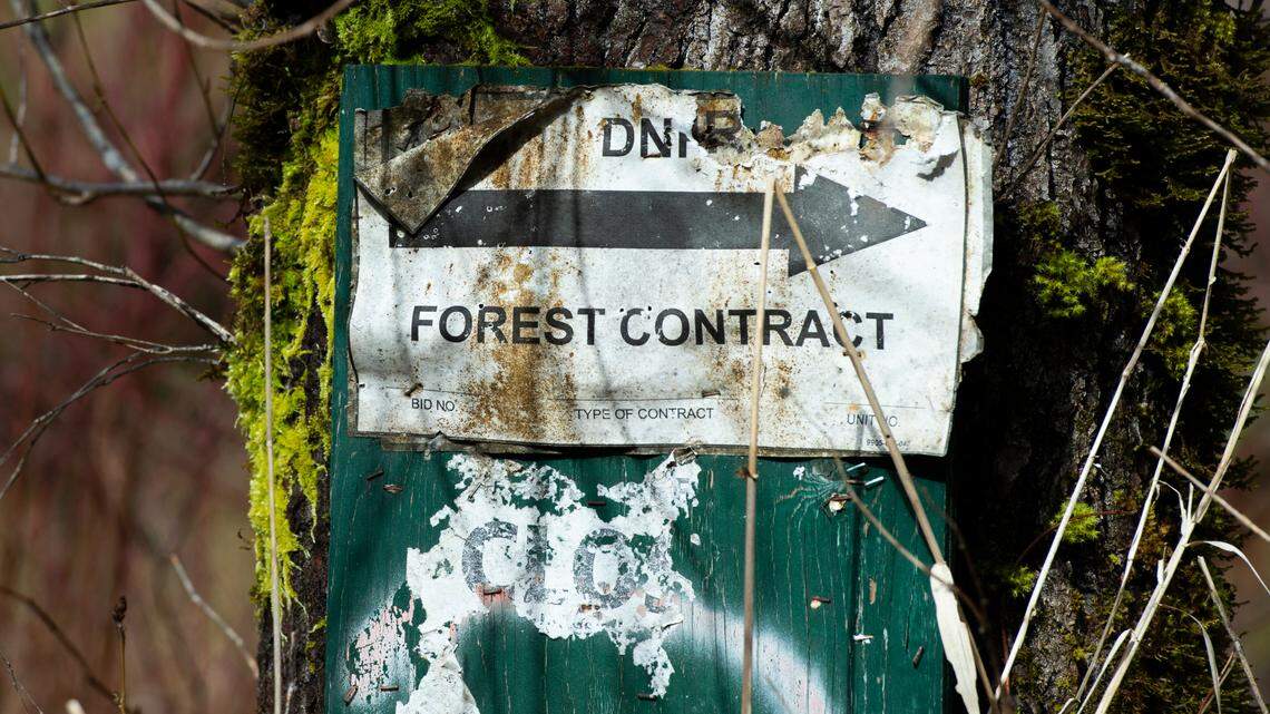 Letter to the Editor: Pausing timber sales without a replacement is a reckless gamble