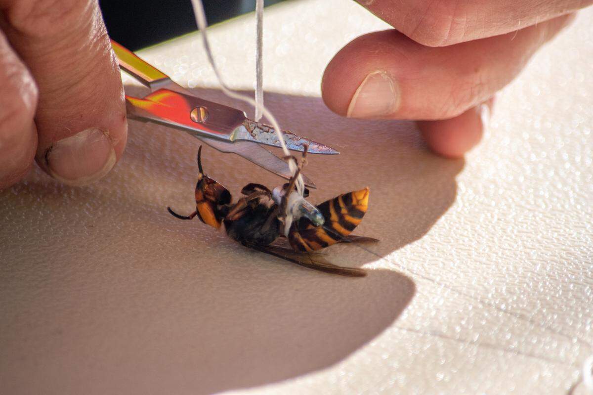 Washington State Department of Agriculture officials said they found the first Asian giant hornet nest Thursday, Oct. 22., southeast of Blaine after entomologists had tied radio trackers to three hornets and one led them to the nest.