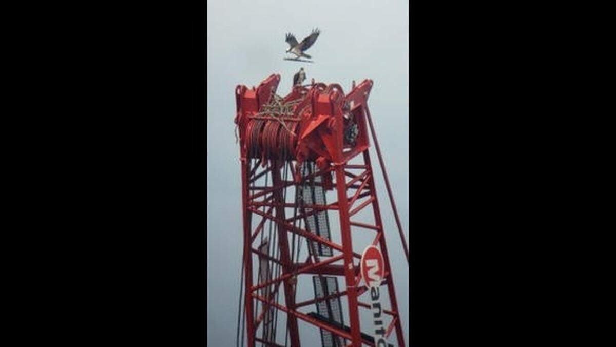 Ospreys attempted to nest on a crane along Fairhaven’s waterfront in 2023 in Bellingham, Wash.