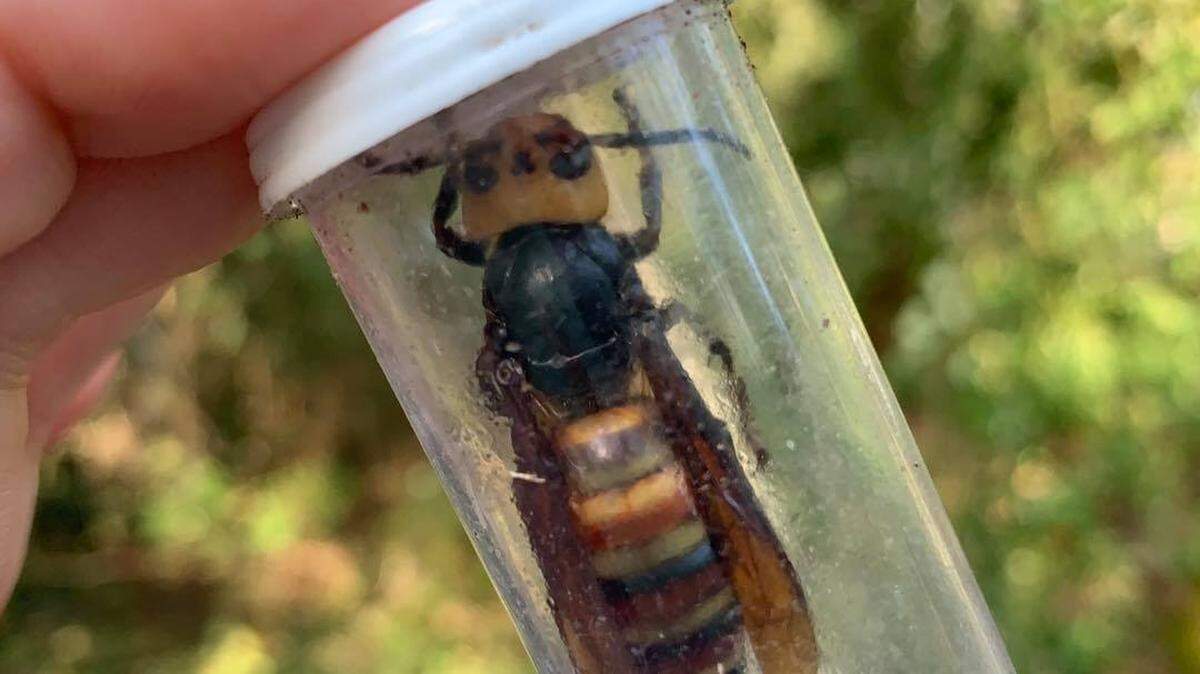 The Washington State Department of Agriculture is looking for someone to place and monitor traps for Northern Giant Hornets — commonly referred to as “Murder Hornets.”
