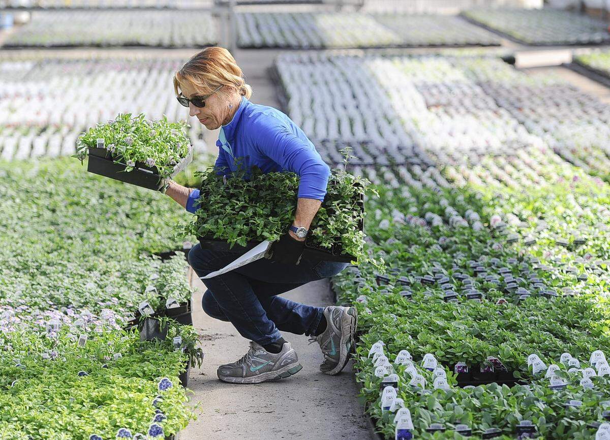 Peggy Weston gathers plants to fill an order at Joe’s Garden in 2015, which opened earlier that year because of warm weather.