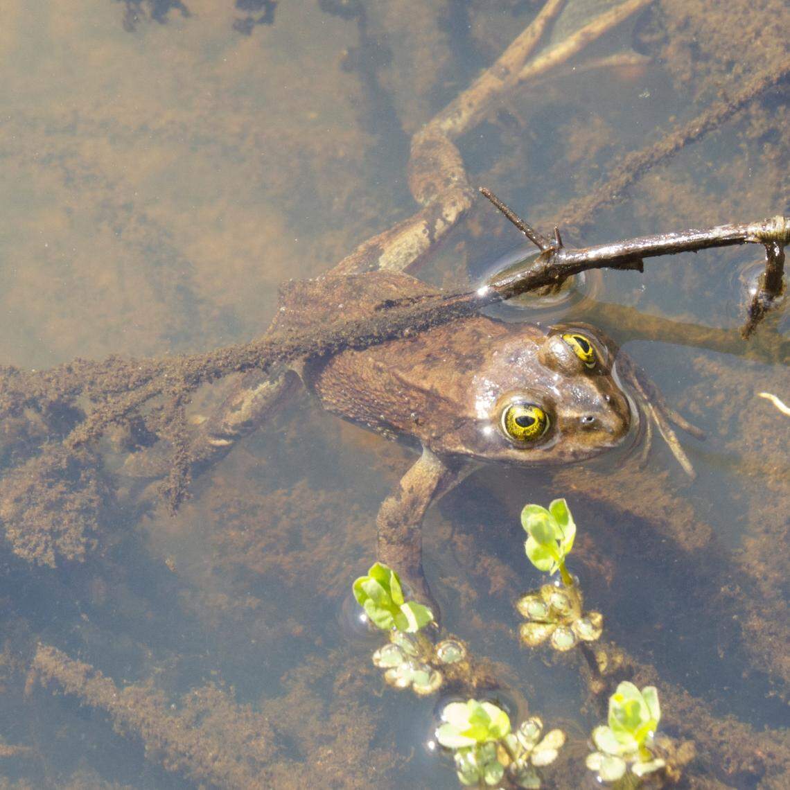 Oregon spotted frog, which are endangered in Washington, have been seen at Nelson Road Tree Farm near Van Zandt.