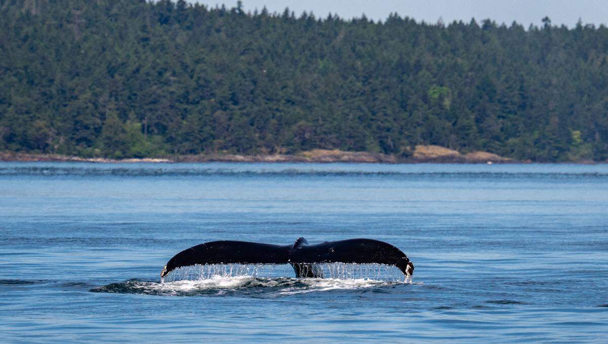 Big Mama the humpback whale prepares for a dive.