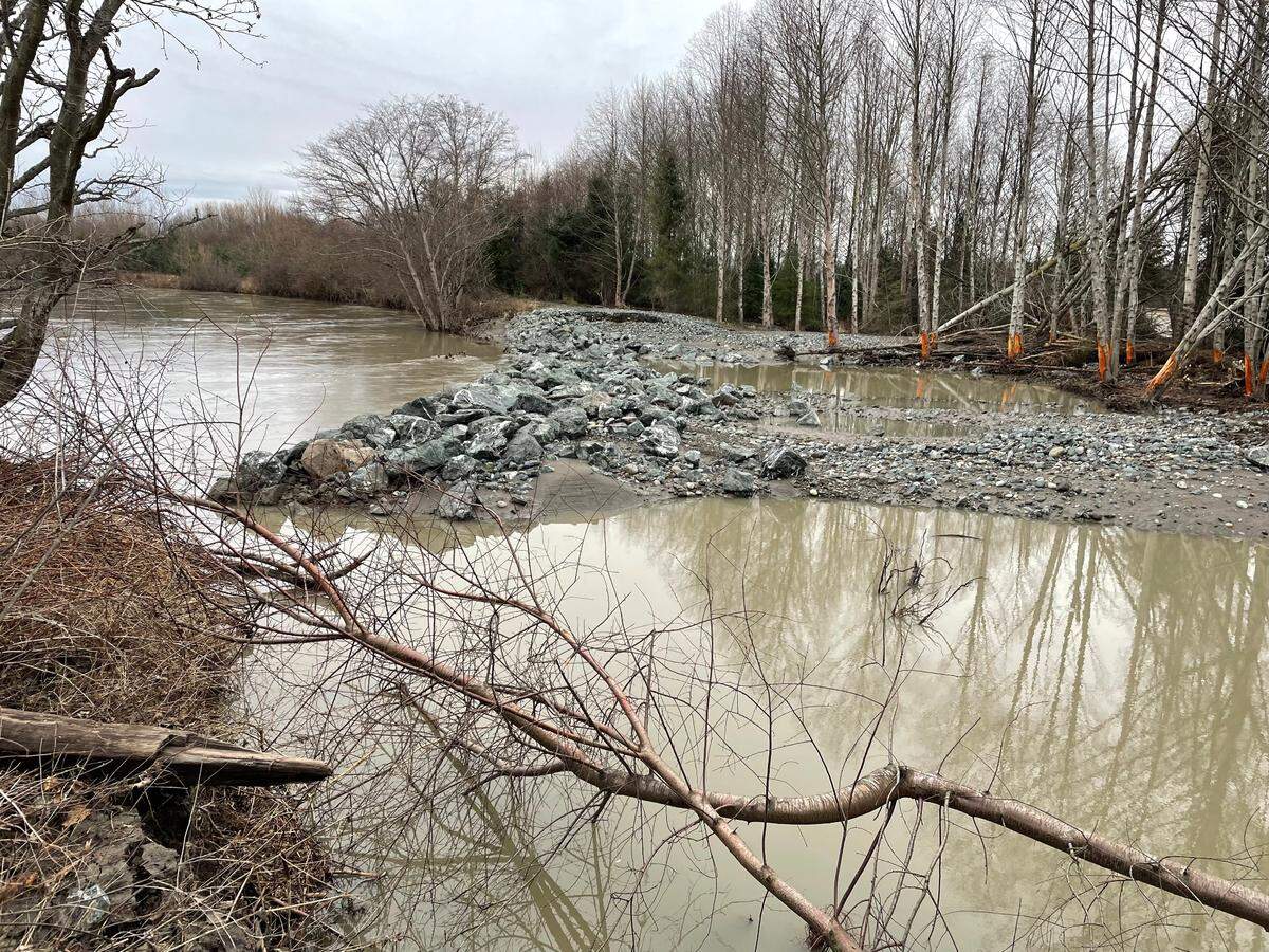 The Nooksack River breached the levee, left, just south of the Slater Road bridge late Saturday, Dec. 24, 2022, south of Ferndale. About 200 feet of the levee was overtopped as ice in the river stripped the trees of bark, right.