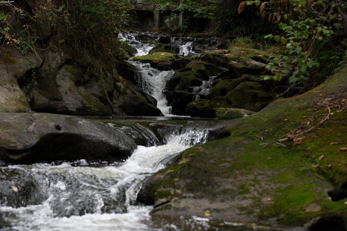 Though water levels in the creek are low, this year’s low levels aren’t completely unprecedented, as they were almost as low in 2018.