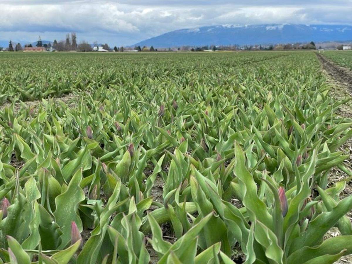 An early-season tulip variety at RoozenGaarde had not yet bloomed Monday, March 20, in Mount Vernon.