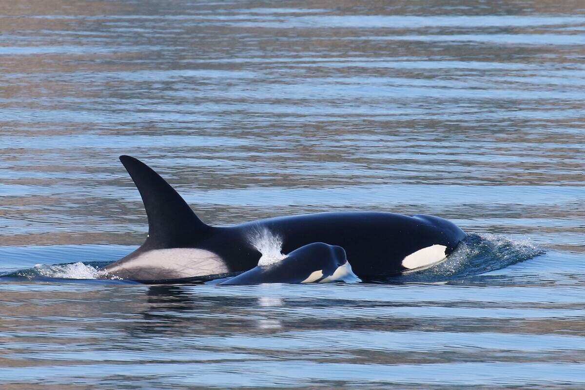 Bigg’s killer whale mom and calf in the Salish Sea off the coast of Washington state. A record-breaking number of Bigg’s killer whales and humpback whales were spotted in 2022 in the waters of British Columbia and Washington state, according to year-end data compiled by the Pacific Whale Watch Association and local research organizations.