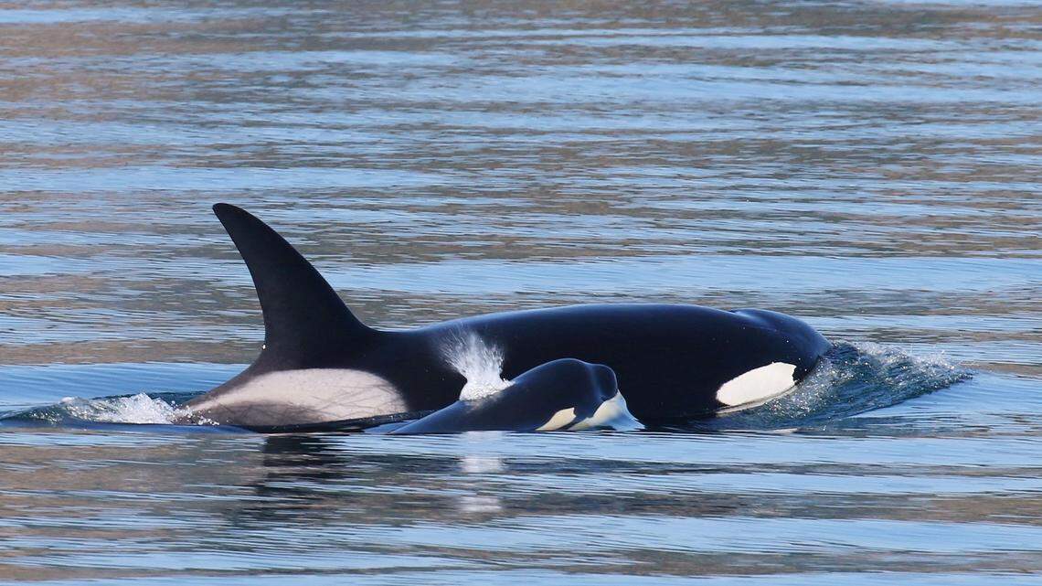 Raising sons is so draining, orca moms struggle to have more kids, study says
