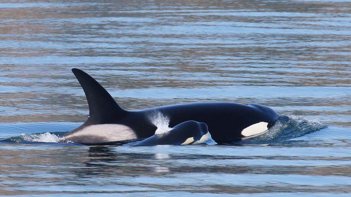 A Bigg’s killer whale mother and calf in the Salish Sea off the coast of Washington state.