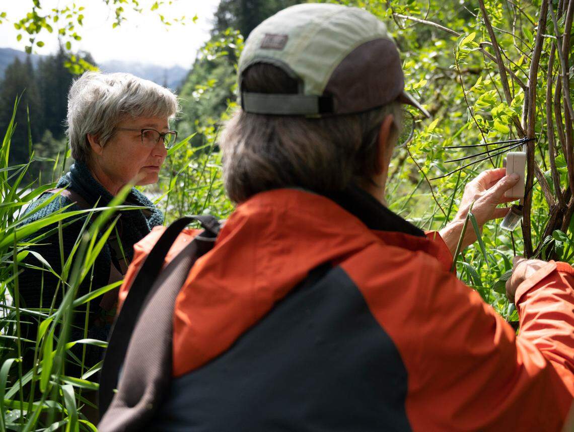 Vikki Jackson and Stephen Nyman of the Whatcom County Amphibian Monitoring Program place a recorder at Mirror Lake on Friday, May 28, in Whatcom County.