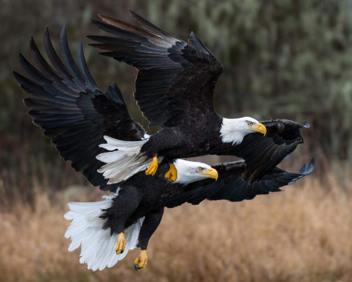 Greg Walker won the 2018 Skagit Valley Bald eagle Interpretive Center photo contest with this image of two eagles. 