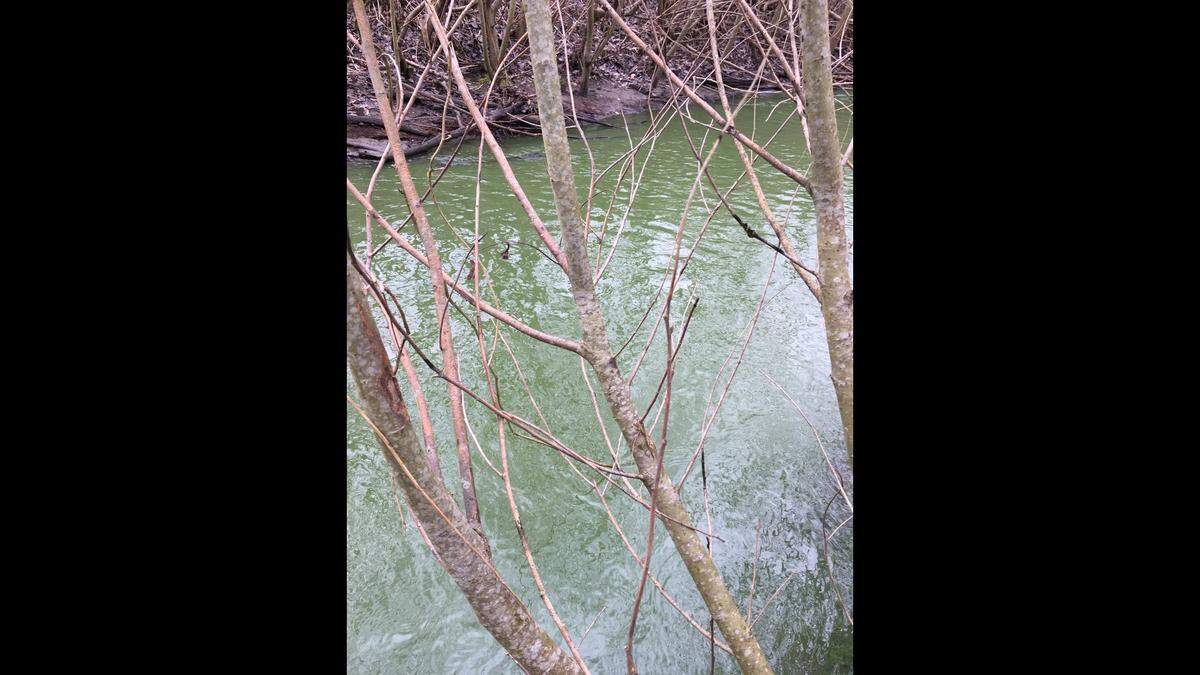 Padden Creek appears brilliant green in color on Wednesday, March 1, at 22nd Street and Old Fairhaven Parkway in Bellingham. Bellingham and Whatcom County officials said tests show that cyanobacteria or blue-green algae was present, and they urged people and pets to stay out of Lake Padden and Padden Creek until more is known.