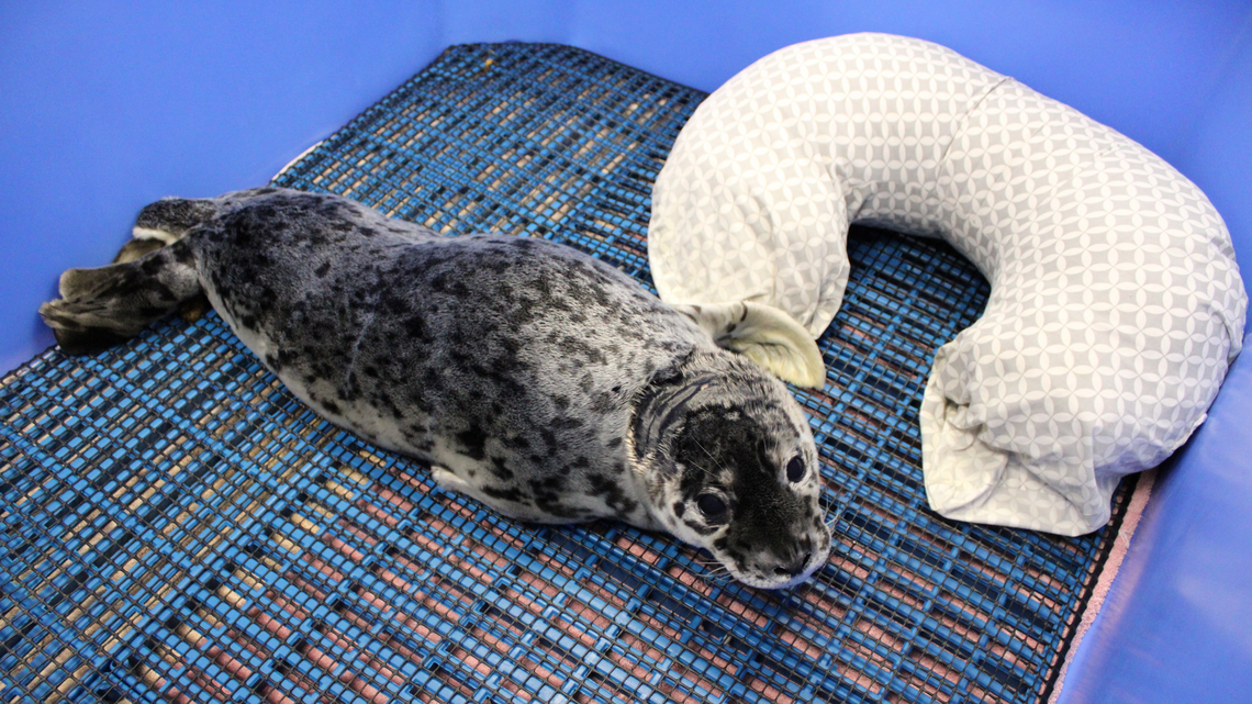 Harbor seal pup with gunshot wound recovering after rescue from Bellingham beach
