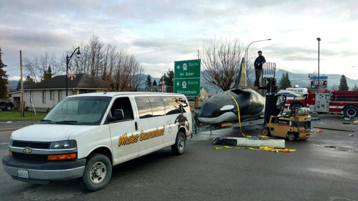 Beau Brandow and his team needed a forklift to lift a mannequin Orca, which used to sit at Squalicum Harbor, onto a boat trailer to move it to its new home on Orcas Island.