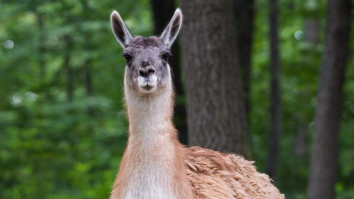 The wise Lama.