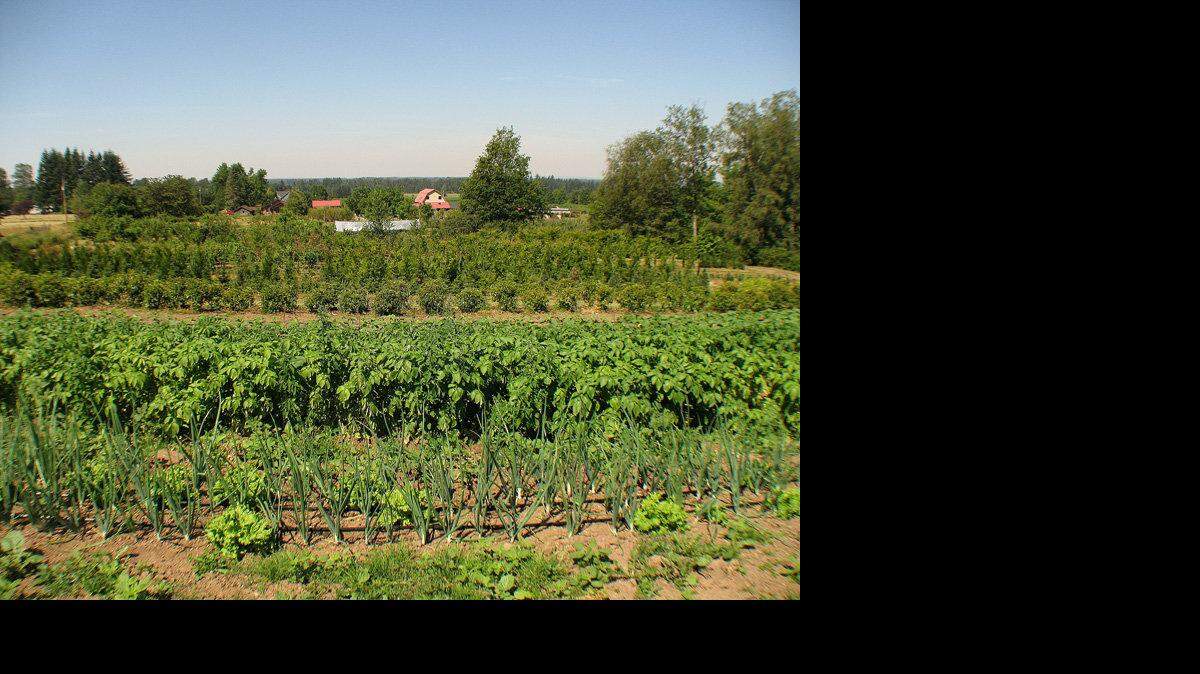 WHATCOM LOCAVORE CLOUD MOUNTAIN FARM