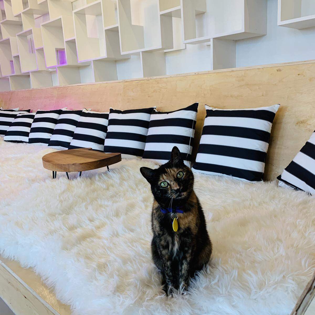 Cats from the Whatcom Humane Society were available for adoption at the Bellingham Neko Cafe at 1130 Cornwall Ave. when the business opened in February. Now, closed for coronavirus, the owners have 16 cats in their care with the help of a couple of volunteers.