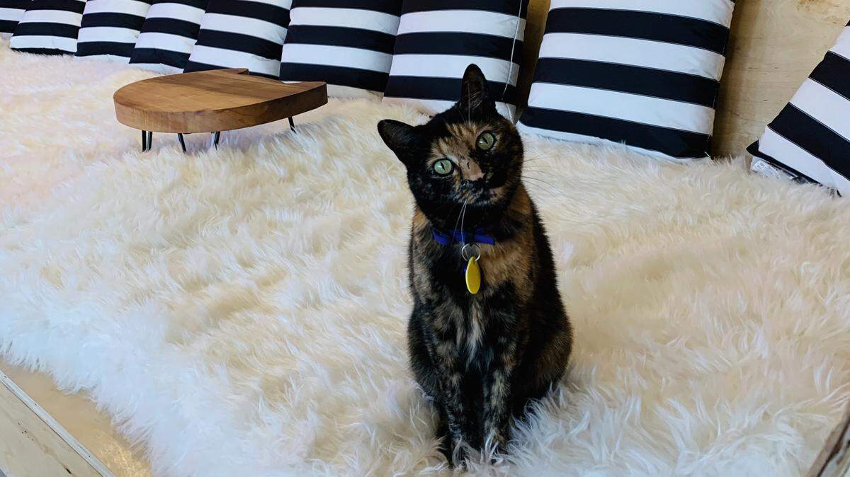 Vote here in our poll the find the cutest cat in Whatcom County.