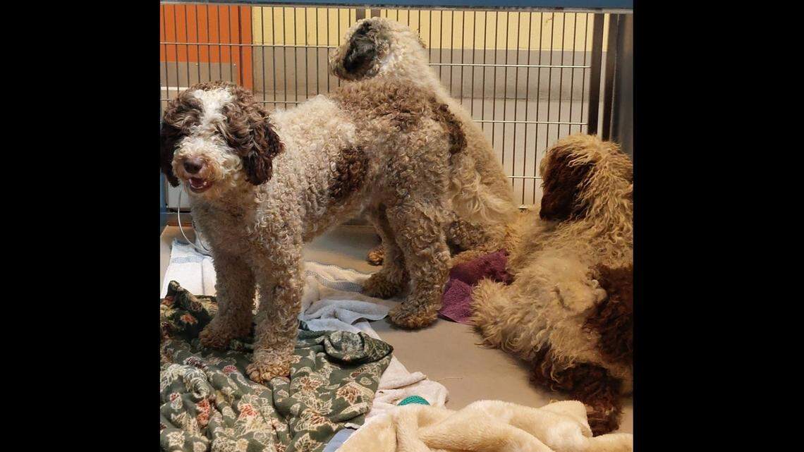 Over 15 Doodle dogs, many of them puppies, found in Ferndale area. Were they dumped?