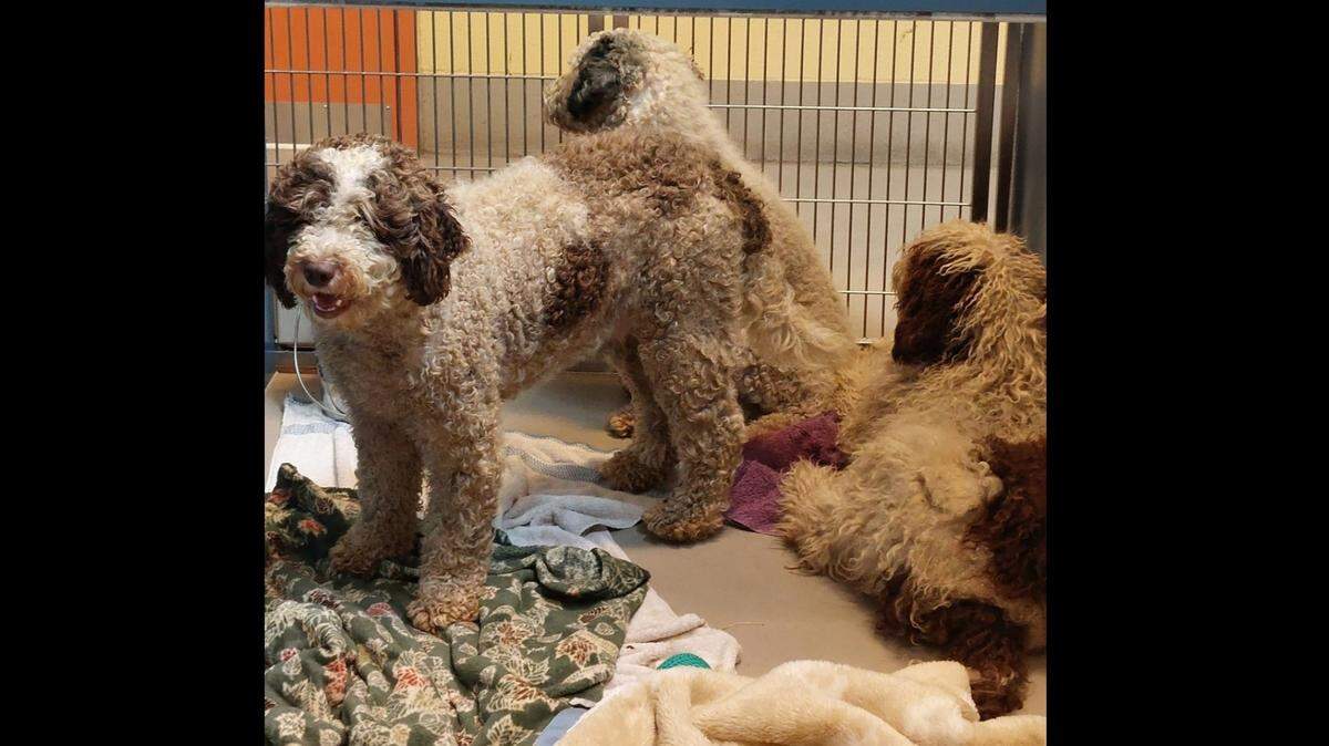 Over 15 doodle puppies have been abandoned near Ferndale. The puppies were scared with dirty with matted fur.