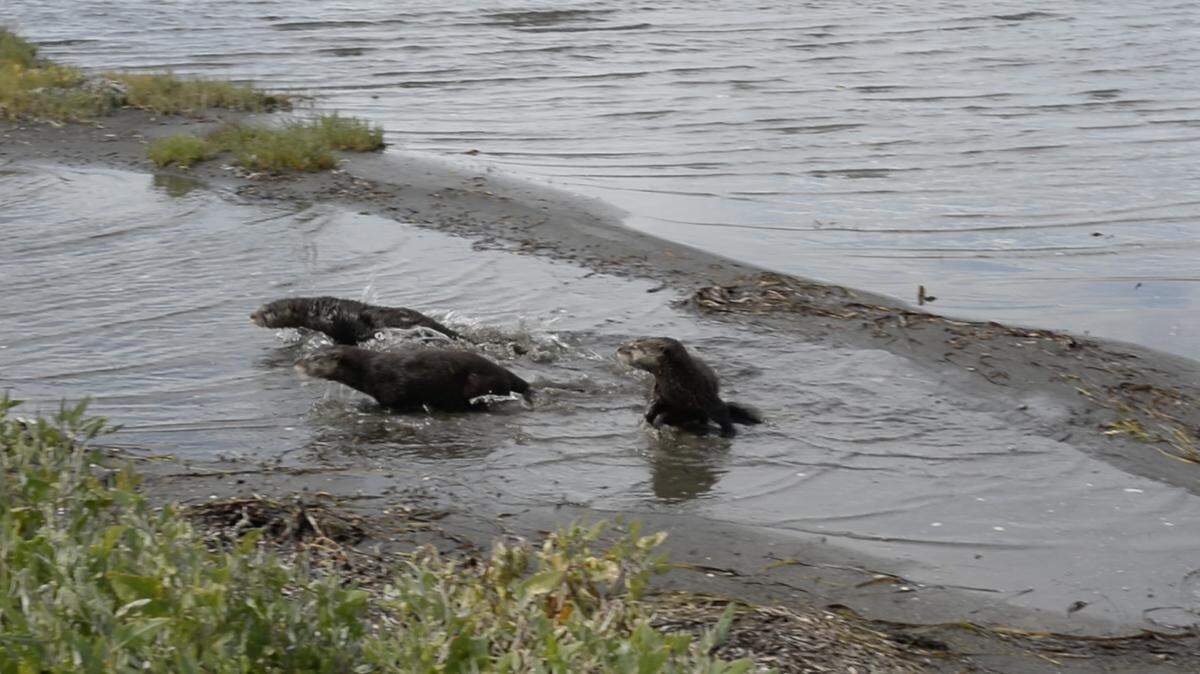 Three baby northern river otters wade in the water after being released from a kennel and into the wild at the end of Kwina Road on the Lummi Reservation on Friday, July 6, 2018. A female and her three young offspring had been cared for since April, when they were dropped off at the Whatcom Humane Society's Wildlife Rehabilitation Center.