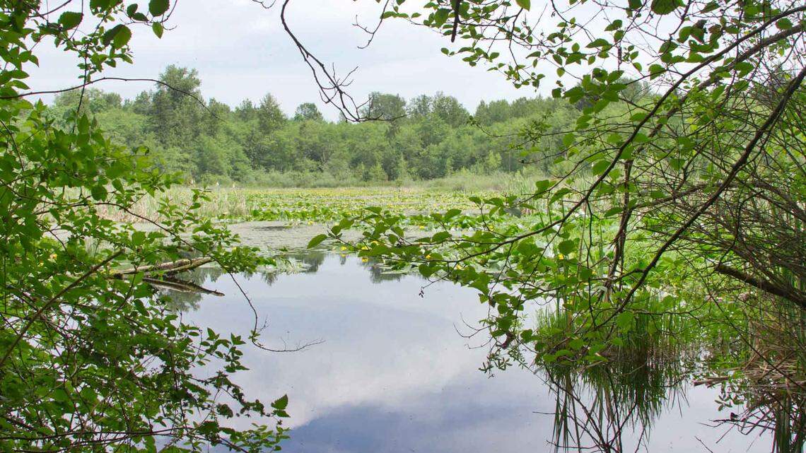 Plants float on a lake on the Grandis Pond development site in Blaine. The land is expected to be the site of 992 residential units with much of the acreage being preserved for wildlife habitat and usable open space.